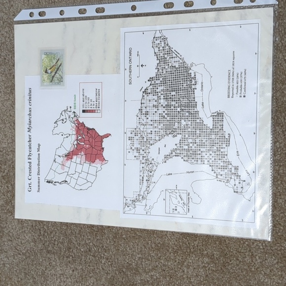 Great Crested Flycatcher Stamps With Information And Maps - Picture 3 of 4